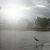 Birds on the lake at the Preserve 