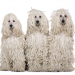 3corded poodles
