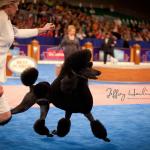 London the Standard Poodle - Danburg Management Boca Raton