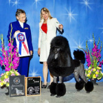 Standard Poodle London