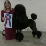 London the Standard Poodle from Boca Raton