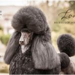 Boca Raton's London The Standard Poodle